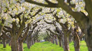 Eine Allee mit Kirschbäumen, die in voller Blüte stehen. Im Untergrund eine saftig grüne Wiese.